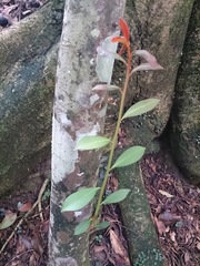 Machilus thunbergii