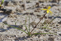 Pauridia serrata serrata