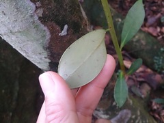 Machilus thunbergii