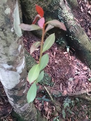 Machilus thunbergii