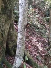 Machilus thunbergii