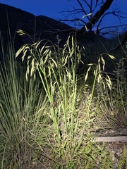 Bromus frondosus