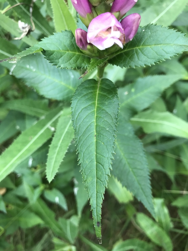 pink turtlehead from Av du Golf, St-Hyacinthe, QC, CA on August 23 ...