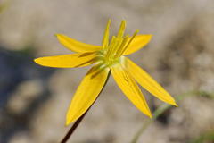 Pauridia serrata serrata