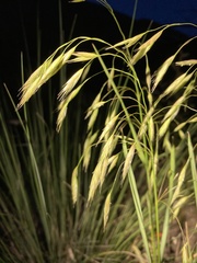 Bromus frondosus