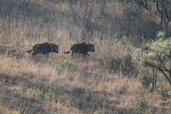 Connochaetes taurinus