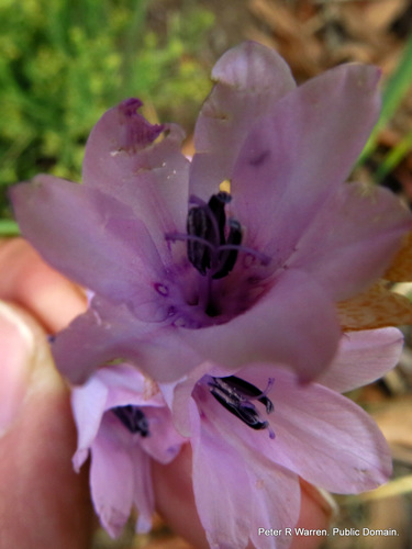 Angel's fishing-rod (Dierama trichorhizum)
