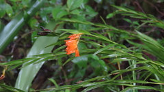 Isochilus aurantiacus