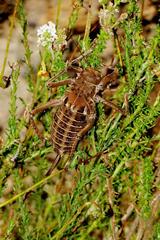 Hetrodes pupus abbreviatus