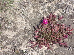 Delosperma repens