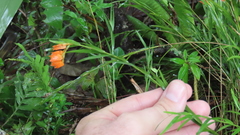 Isochilus aurantiacus