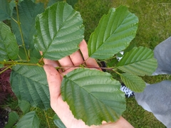 Alnus glutinosa