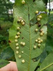Caryomyia glauciglobus