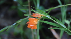 Isochilus aurantiacus