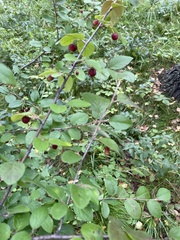 Cotoneaster uniflorus