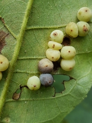 Caryomyia glauciglobus