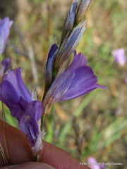 Dierama floriferum