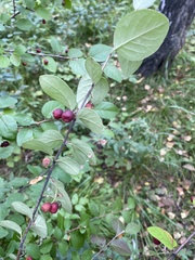Cotoneaster uniflorus
