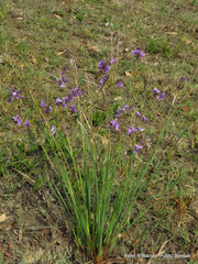 Dierama floriferum