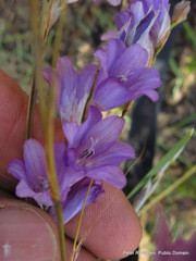 Dierama floriferum
