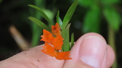 Isochilus aurantiacus