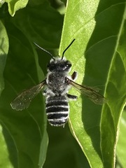 Megachile texana