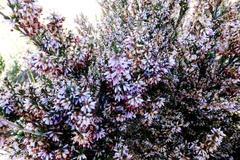 Erica uberiflora