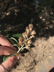 Brachylaena discolor