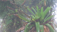 Werauhia werckleana