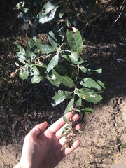 Brachylaena discolor