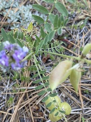 Astragalus palmeri