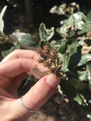 Brachylaena discolor