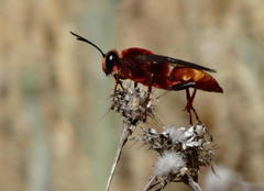 Sphex latreillei
