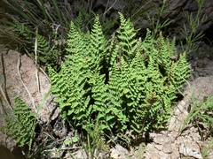 Myriopteris fendleri