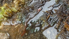 Lepadogaster lepadogaster