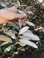 Brachylaena discolor