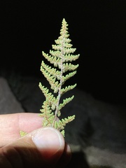 Myriopteris fendleri