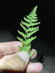 Myriopteris fendleri