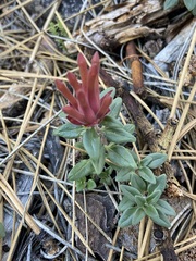 Monardella macrantha macrantha