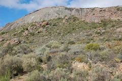 Indigofera spinescens