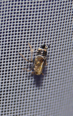 Dicranotropis hamata