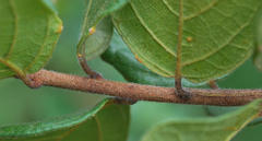 Combretum hereroense hereroense