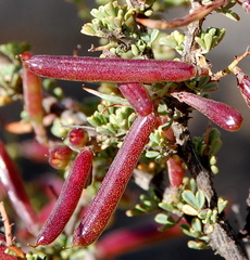 Indigofera spinescens