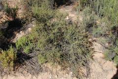 Indigofera spinescens