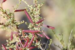 Indigofera spinescens