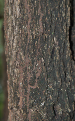 Combretum hereroense hereroense