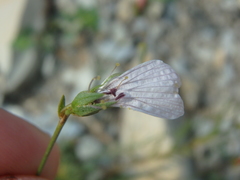 Linum tenuifolium