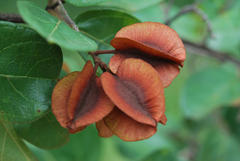 Combretum hereroense hereroense