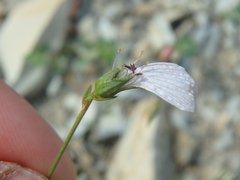 Linum tenuifolium