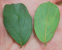 Combretum hereroense hereroense